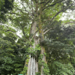 Arbre du parc national Curi Cancha
