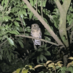 Chouette lors de la visite nocturne