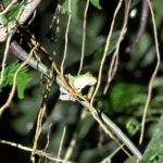 Grenouille verte la nuit