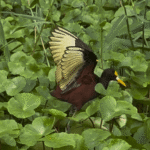 Oiseau aux ailes jaunes qui vole