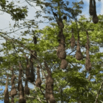 oiseaux tisseurs