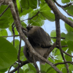 paresseux dans l'arbre
