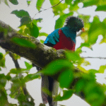 Oiseau Quetzal