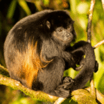 Singe araignée dans les arbres