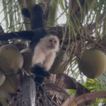 Singe capucin avec noix de coco