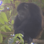 Singe hurleur sur une branche