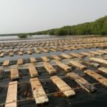 Aquaculture dans les rivières au Sénégal