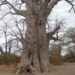 grand baobab dans la réserve de Badia