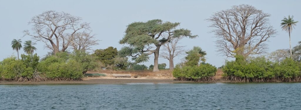 Paysage de Casamance avec mangrove