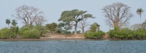 Paysage de Casamance avec mangrove