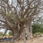 Baobab géant au Sénégal
