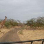 Girafe dans la réserve de Bandia