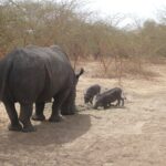 rhinocéros dans la réserve de Badia