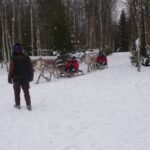 balade en rennes en Laponie