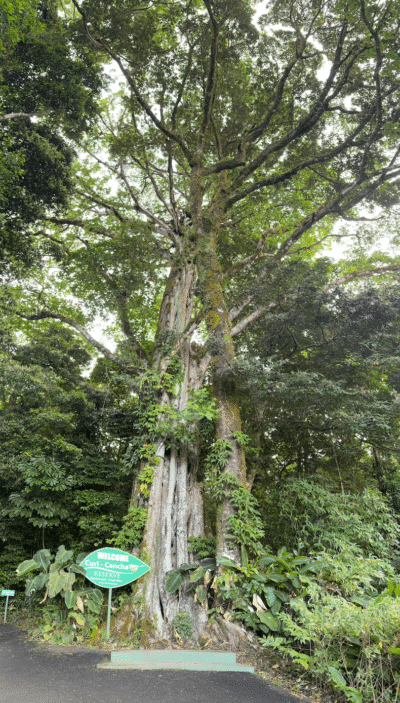 Arbre du parc national Curi Cancha