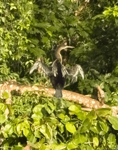 Héron qui sèche ses plumes au soleil