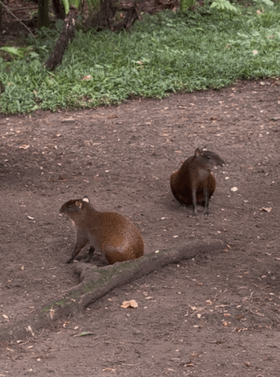 Deux Agoutis
