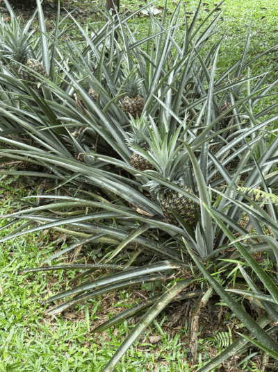 Plant d'ananas du Costa Rica