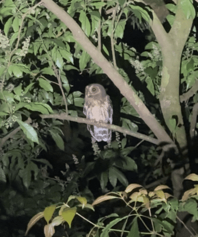 Chouette lors de la visite nocturne