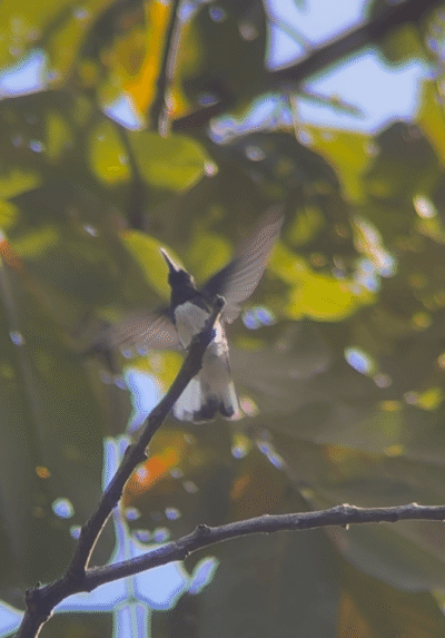 Colibri en plein vol