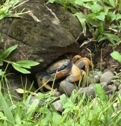 Crabe multicolore qui se cache sous une pierre