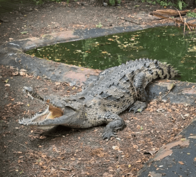 Crocodile avec la bouche ouverte