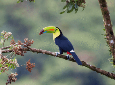 Grand Toucan dans la nature