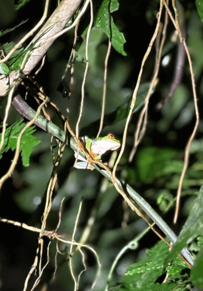Grenouille verte la nuit