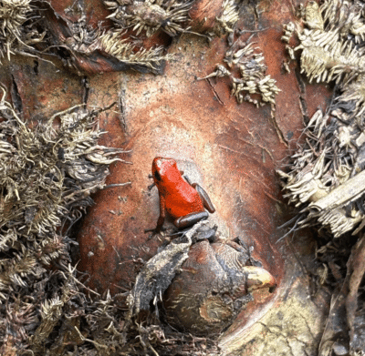 Petite grenouille fraise