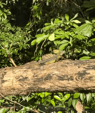 Iguane Jesus Christ