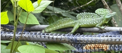Iguane vert sur une branche
