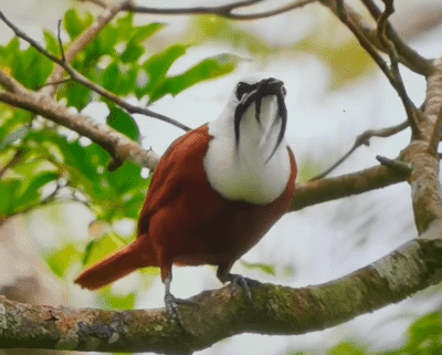 L'oiseau à longue queue typique du Costa Rica