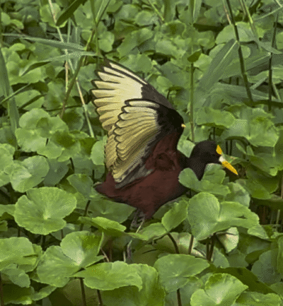 Oiseau aux ailes jaunes qui vole