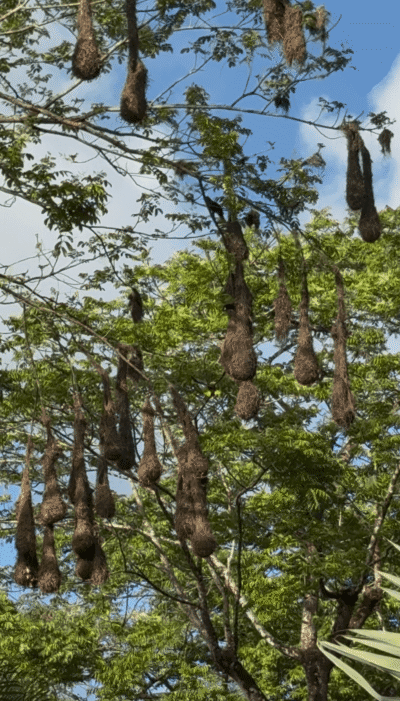 oiseaux tisseurs