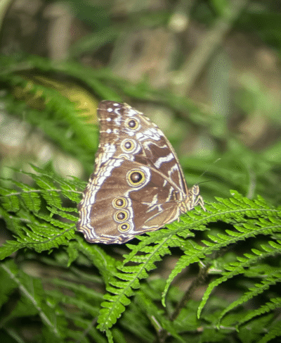Papillon lors de la visite nocturne