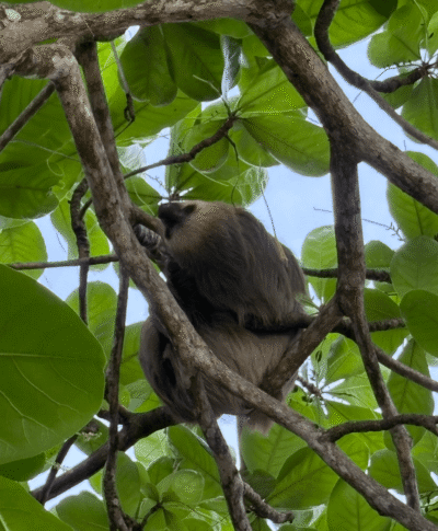 paresseux dans l'arbre