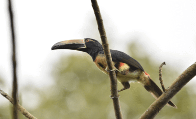 Petit Toucan dans la nature