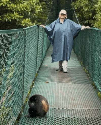 Pont suspendu avec un singe qui traverse le pont