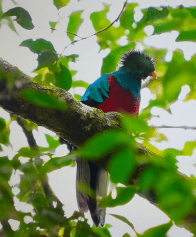 Oiseau Quetzal