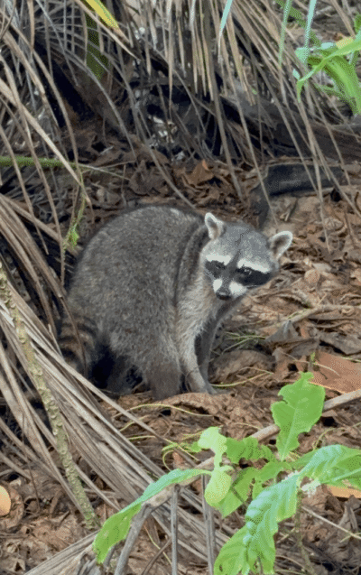 Raton Laveur dans la forêt