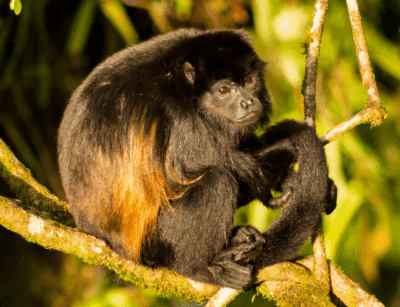 Singe araignée dans les arbres