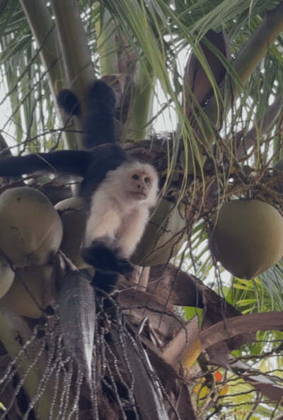 Singe capucin avec noix de coco