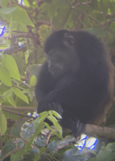 Singe hurleur sur une branche