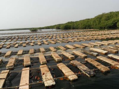 Aquaculture dans les rivières au Sénégal
