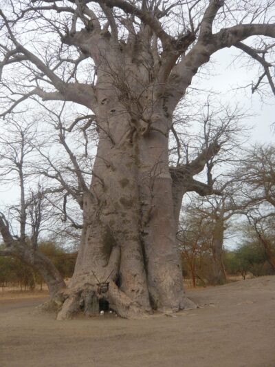 grand baobab dans la réserve de Badia