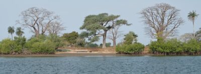 Paysage de Casamance avec mangrove