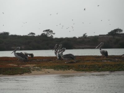 pélicans au Sénégal