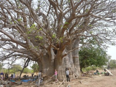 Baobab géant au Sénégal