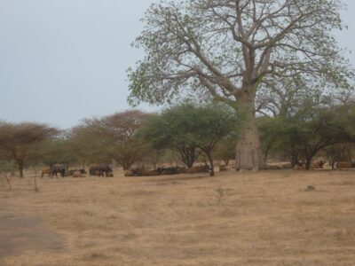 buffles dans la réserve de Badia