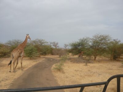 Girafe dans la réserve de Bandia